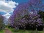 jacaranda-2010 026